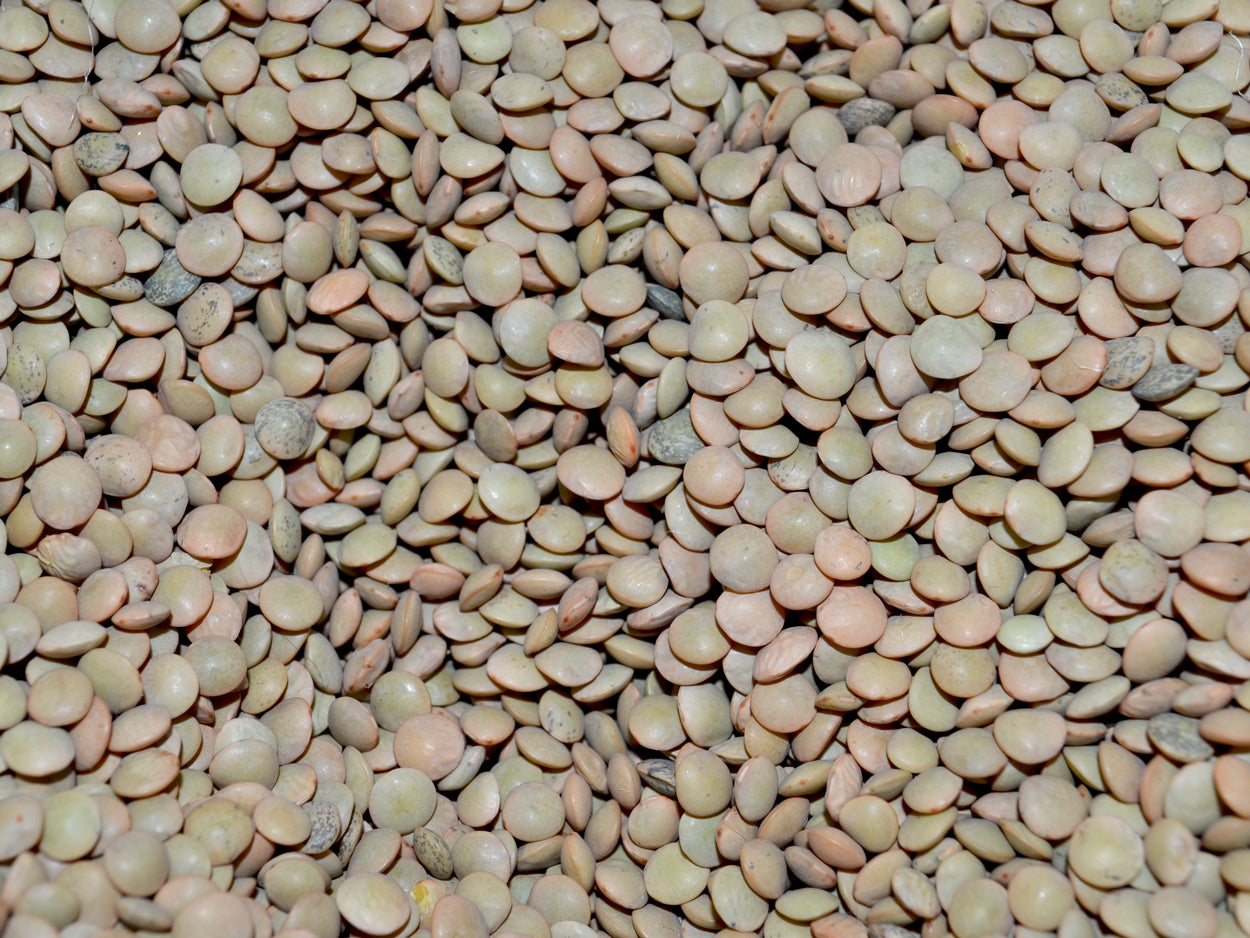 Lenteja eston (Lanzarote) | 100 gr